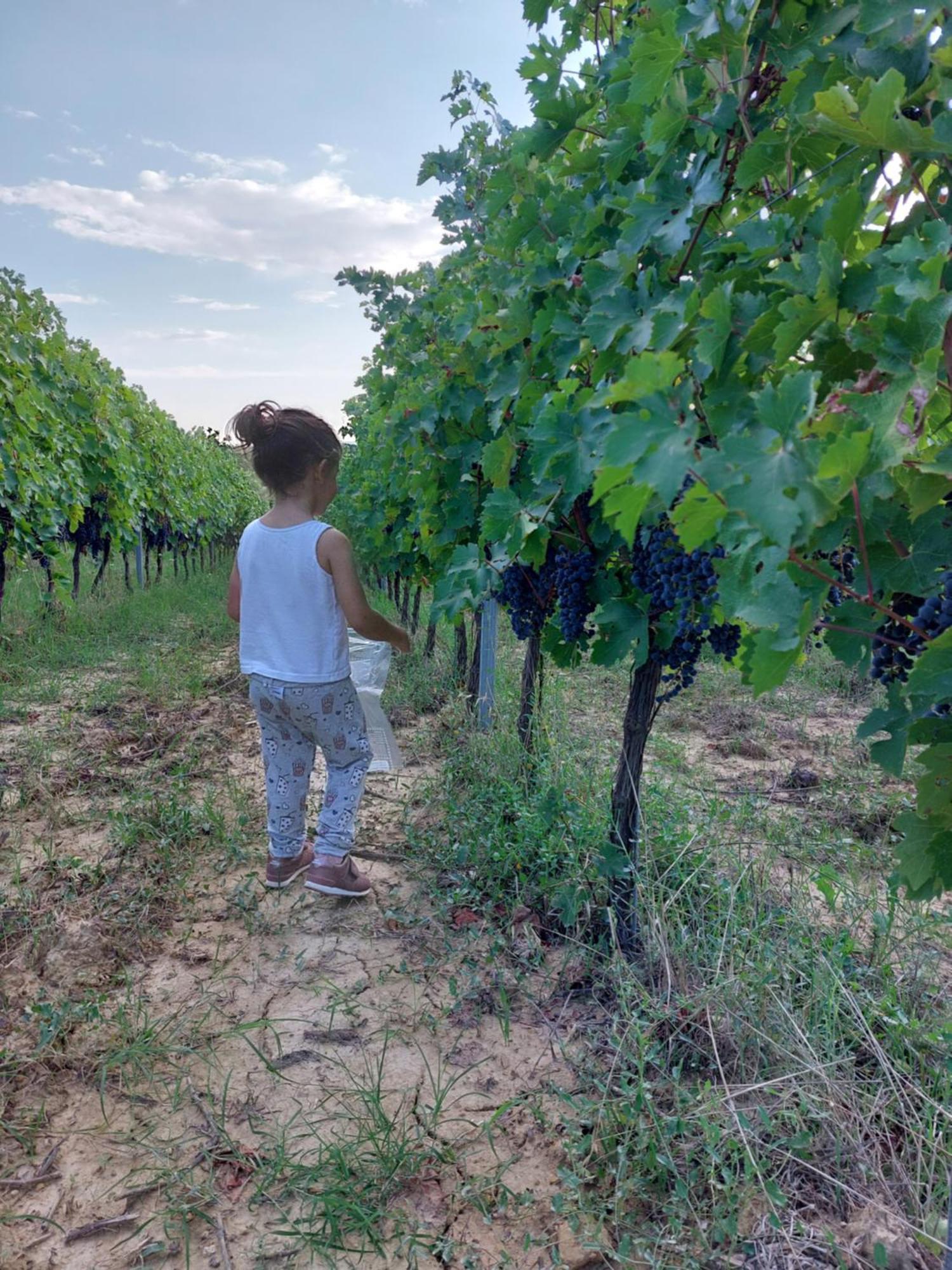 Agriturismo Corte In Poggio Stabbia Eksteriør billede