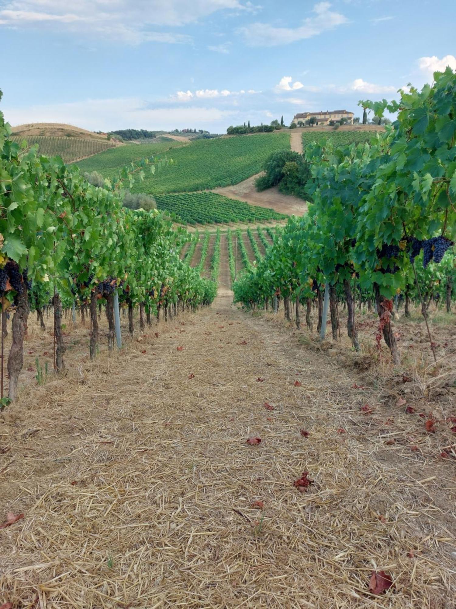 Agriturismo Corte In Poggio Stabbia Eksteriør billede